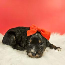 Arendale - Red female Bernedoodle puppy in Russell Springs, Kentucky from 270 Doodles