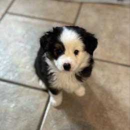 Dancer - Black tri male Toy Australian Shepherd puppy in Albia, Iowa from J Bar M Toy and Mini Aussies