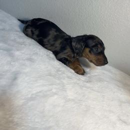Dachshund Puppies from K9 Royal Club