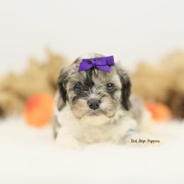 Miracle (Purple Collar Girl) - Merle female Cavapoo puppy in Republic, Missouri from Red Skye Puppies