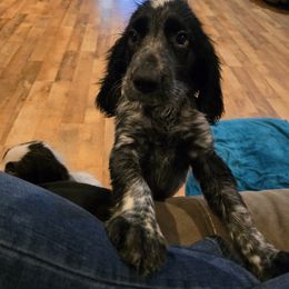 Boykin Spaniel and English Springer Spaniel Puppies from 31 Pines Springers & Retrievers