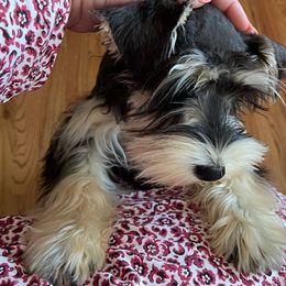 Macie - Miniature Schnauzer