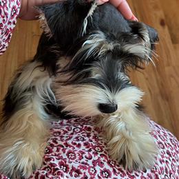 Macie - Miniature Schnauzer