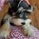 Macie