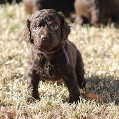 Boykin Spaniel Puppies from Palmetto Boykin Spaniels