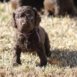 Boykin Spaniel Puppies from Palmetto Boykin Spaniels