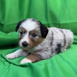 Joyce - Blue merle female Miniature American Shepherd puppy in Plant City, Florida from Osborne & Stormborn FL Kennels