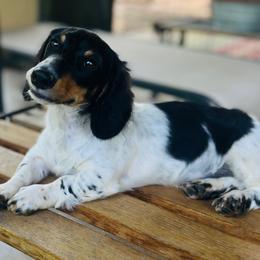 Rick - Piebald male Dachshund puppy in Hooks, Texas from The Gentle Kennels