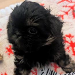 Dobie girl 1 - Black and tan female Shih Tzu puppy in Surry, Maine from McKayla Hairston
