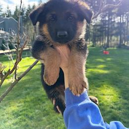 Red Boy - Black and tan male German Shepherd puppy in Buxton, Oregon from Buxton Oregon Shepherds