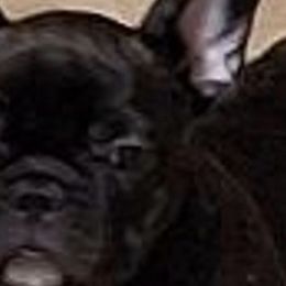 French Bulldogs from Cobble Creek French Bulldogs