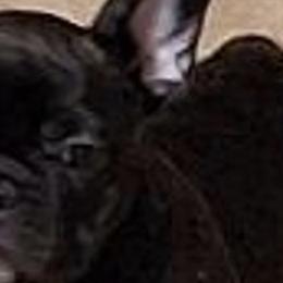 French Bulldogs from Cobble Creek French Bulldogs