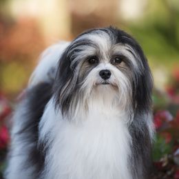 Navi - Havanese