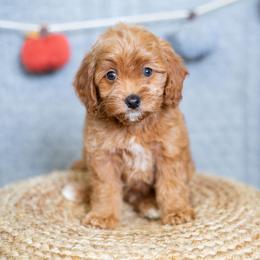 Hunter - Apricot male Goldendoodle puppy in Bradenton, Florida from Doodle Acres