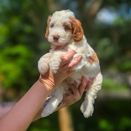 Chipper - Parti male Goldendoodle puppy in Austin, Texas from Cedarcrest Goldendoodles