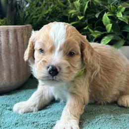 River - Apricot male Cavapoo puppy in Grove, Oklahoma from Rocky Oak Cavaliers & Biewer Terriers LLC