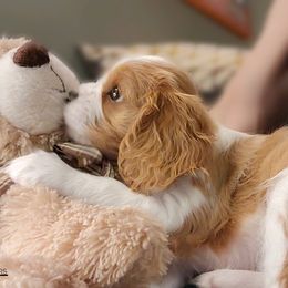 Cavalier King Charles Spaniel Puppies from Royalton Cavaliers