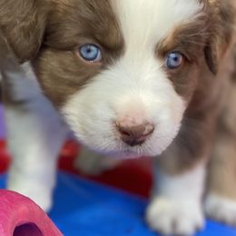 Australian Shepherds and Miniature Australian Shepherds from Best Friend Aussies