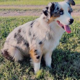 Bree - Miniature Australian Shepherd