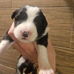 Girl 6 - Black and white female Border Collie puppy in Caledonia, Michigan from Magnolia Acres