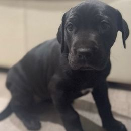 Dot - Black female Great Dane puppy in Littleton, Colorado from Denver Danes