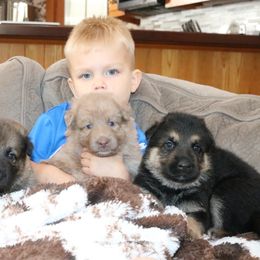 German Shepherd Puppies from Sprague's German Shepherds