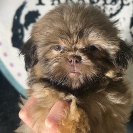 Boy 3 - Brindle male Shih Tzu puppy in Marion County, Tennessee from Jenkins Puppy Paradise