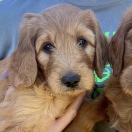 Goldendoodles from Goldendoodle MI