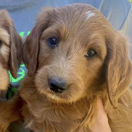 Goldendoodles from Goldendoodle MI