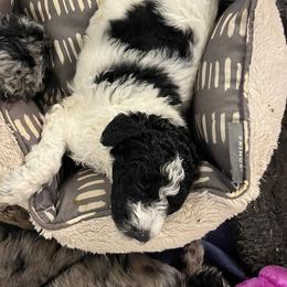Pip - Black and white female Sheepadoodle puppy in Buford, Georgia from Guppy Puppies