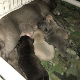 French Bulldog Puppies from Uniquefrenchiies