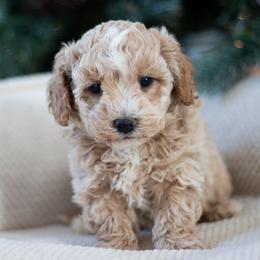 Maltipoo, Shichon, and Shihpoo Puppies from Timbercreek Puppies