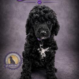 Cartwright's Salome the Devoted - Black female Poodle puppy in Albany, Kentucky from Impressive Cartwright Standards
