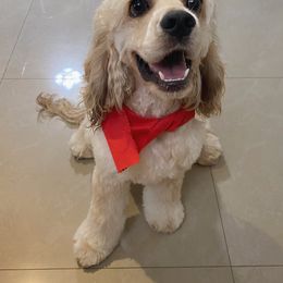 Boy 3 - Buff and white Cocker Spaniel puppy in Brownsville, Texas from Carino's Cocker Kennel