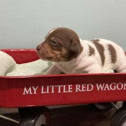 Chocolate tri piebald male - White and chocolate male Teddy Roosevelt Terrier puppy in Russellville, Kentucky from Mud-E Acres Kennel