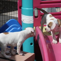 American Bulldog Puppies from Ferocia Kennels