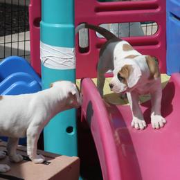 American Bulldog Puppies from Ferocia Kennels