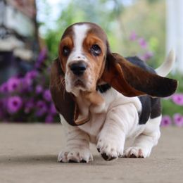 Snap - Black brown and white male Basset Hound puppy in Pollock, Missouri from Northstar