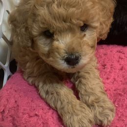 German Shorthaired Pointer and Labradoodle Puppies from Faddis Family Farms