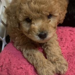 German Shorthaired Pointer and Labradoodle Puppies from Faddis Family Farms