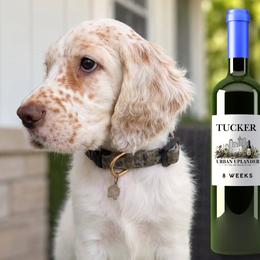Chardonnay - White male English Setter puppy in Indianapolis, Indiana from Urban Uplander English Setters