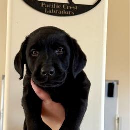 Black boy 2 - Black male Labrador Retriever puppy in Ranchita, California from Pacific Crest Labradors