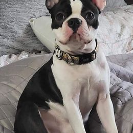 Athos - Boston Terrier