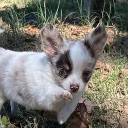 Stuart - White male Chihuahua puppy in Seneca, Missouri from Stephanie’s Puppy Colony