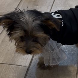 Yorkshire Terriers from Puppy Paws