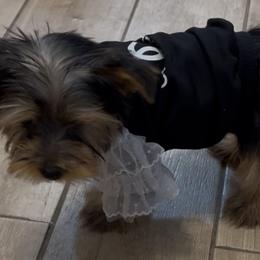 Yorkshire Terriers from Puppy Paws