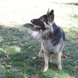 Chloe - Shiloh Shepherd