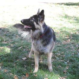 Chloe - Shiloh Shepherd