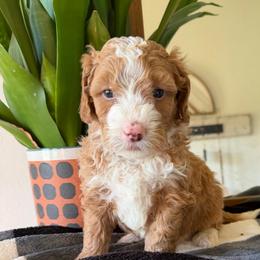 Purple Girl - Brown and white female Bernedoodle puppy in Fort Gibson, Oklahoma from Waggle Doodles