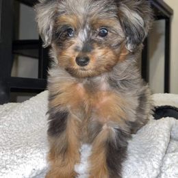 Aussiedoodles, Miniature Australian Shepherds, Poodles, and Toy Australian Shepherds from Blasted River Aussies and Poodles